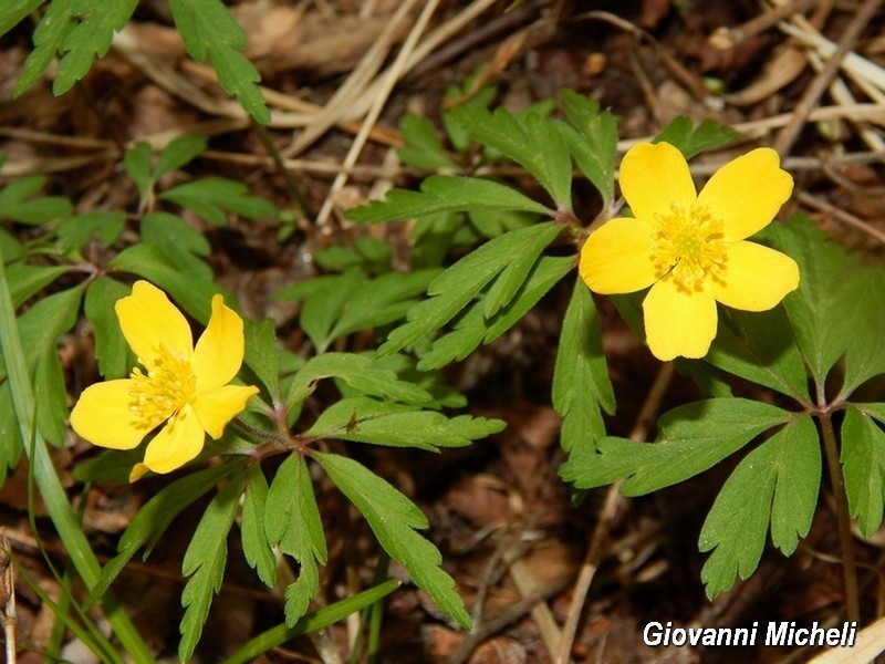 Anemonoides ranunculoides